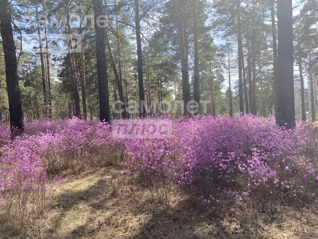 Участок в Забайкальский край, Читинский район, с. Смоленка  (10.45 ... - Фото 0