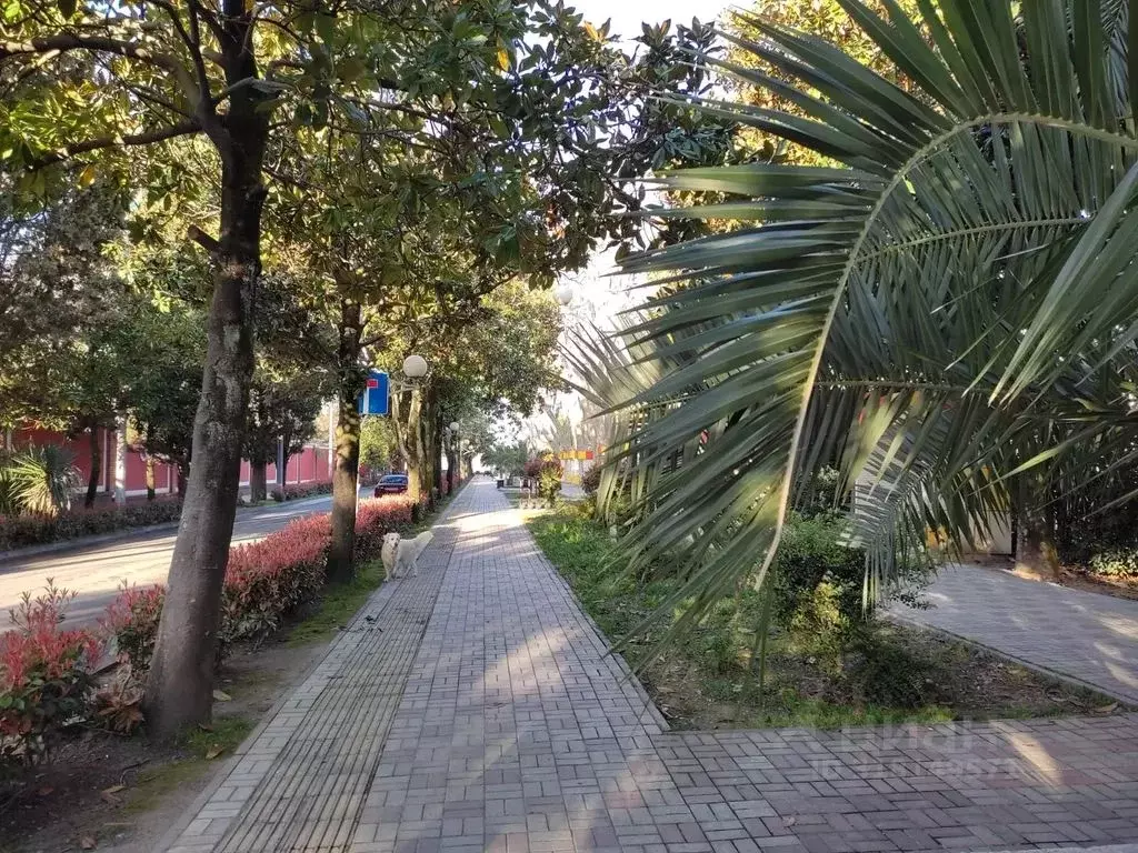 2-к кв. Краснодарский край, Сочи ул. Калинина, 37 (50.0 м) - Фото 0