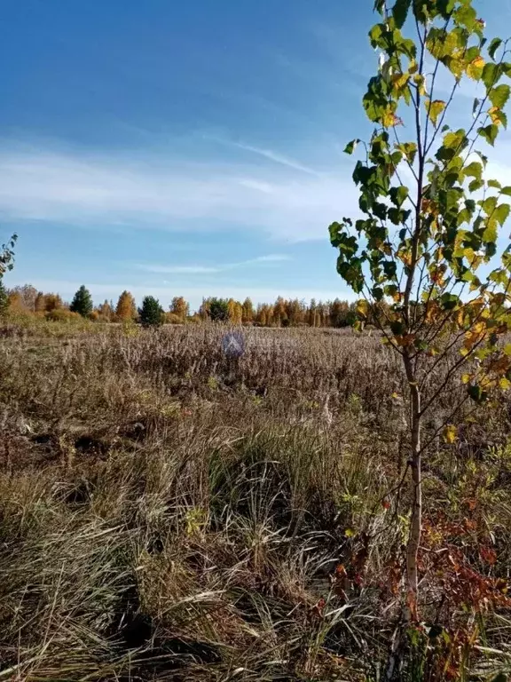 Участок в Тюменская область, Тюменский муниципальный округ, с. Борки  ... - Фото 2