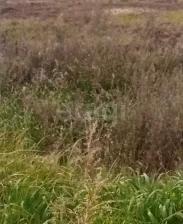 Участок в Амурская область, Благовещенский район, с. Владимировка  ... - Фото 1