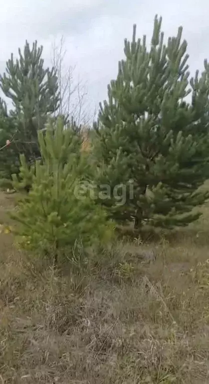 Участок в Свердловская область, Горноуральский городской округ, с. ... - Фото 1