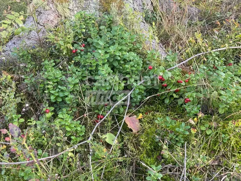 Участок в Ленинградская область, Приозерский район, Мельниковское ... - Фото 0