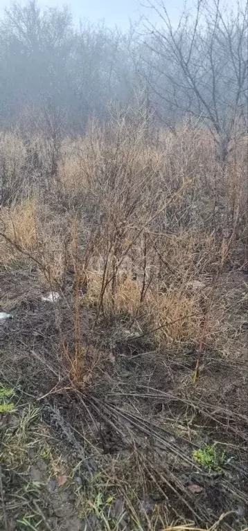 Участок в Белгородская область, Белгородский район, Разумное рп ул. ... - Фото 0