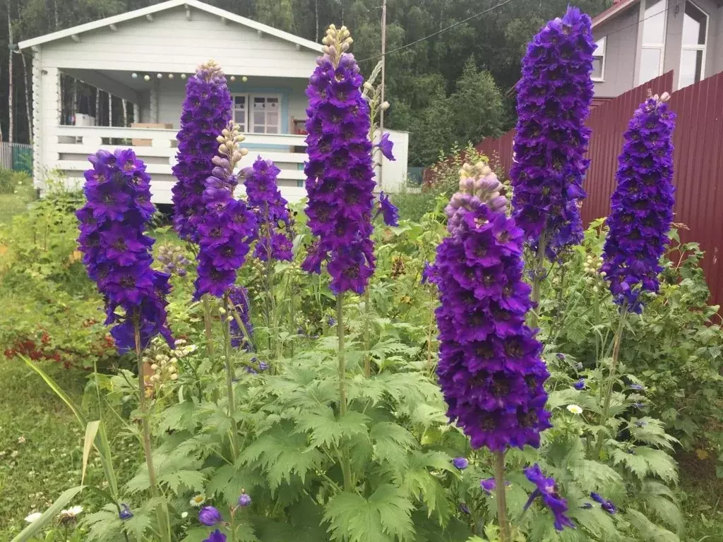Дом в Тульская область, Заокский район, Страховское с/пос, Ясный холм ... - Фото 1