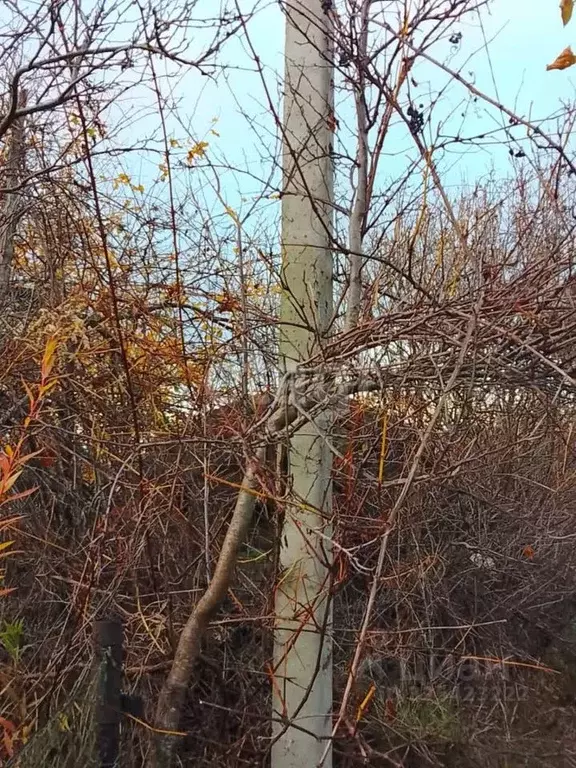 Участок в Калининградская область, Калининград Дельфин СНТ, ул. ... - Фото 2