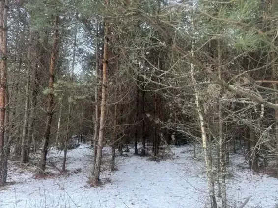 Участок в Московская область, Серпухов городской округ, с. Игумново  ... - Фото 0