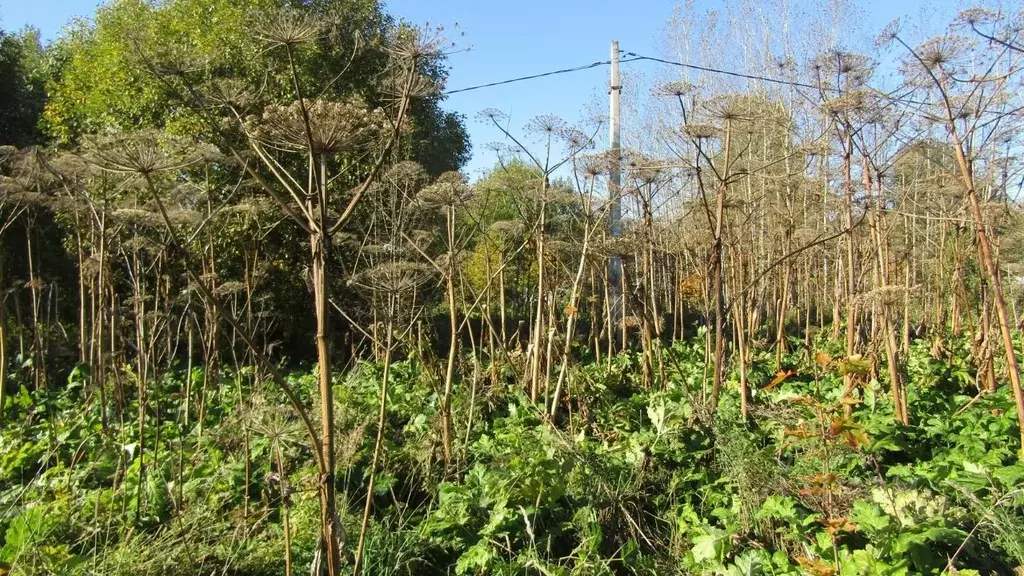 Участок в Московская область, Рузский муниципальный округ, д. Неверово ... - Фото 2