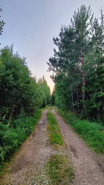 Участок в Ленинградская область, Кингисеппский район, Пустомержское ... - Фото 1