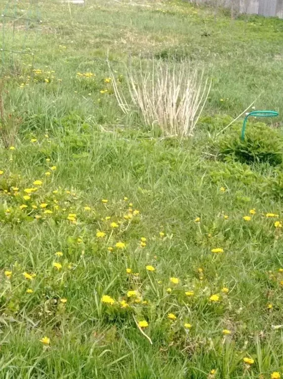 Участок в Брянская область, Фокино Юбилейный СНТ,  (6.0 сот.) - Фото 2