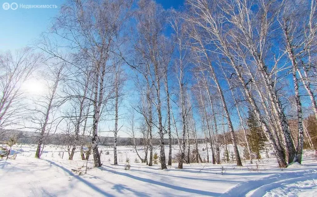 Участок в Новосибирский район, Барышевский сельсовет, поселок ... - Фото 0