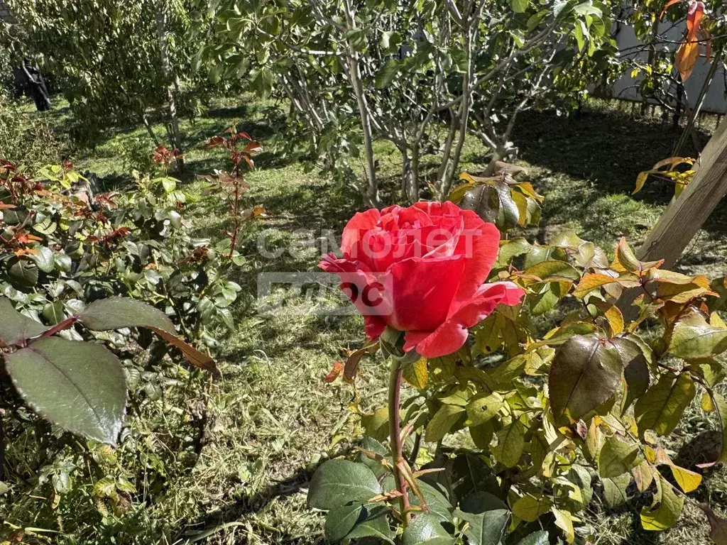 Участок в Краснодарский край, Краснодар Дружба-1 садовое товарищество, ... - Фото 2