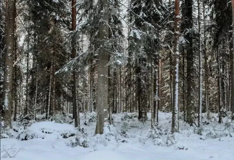 Участок в Ленинградская область, Приморск пос. Манола,  (10.0 сот.) - Фото 0