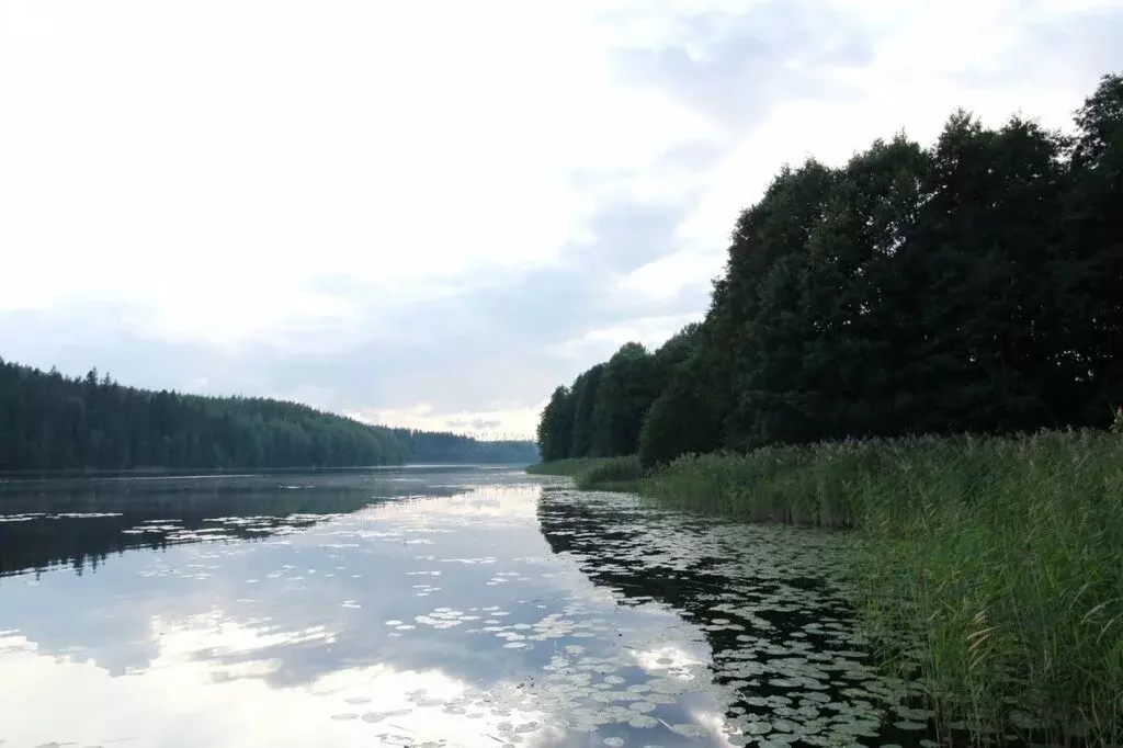 Участок в Выборгский район, Каменногорское городское поселение, ... - Фото 0