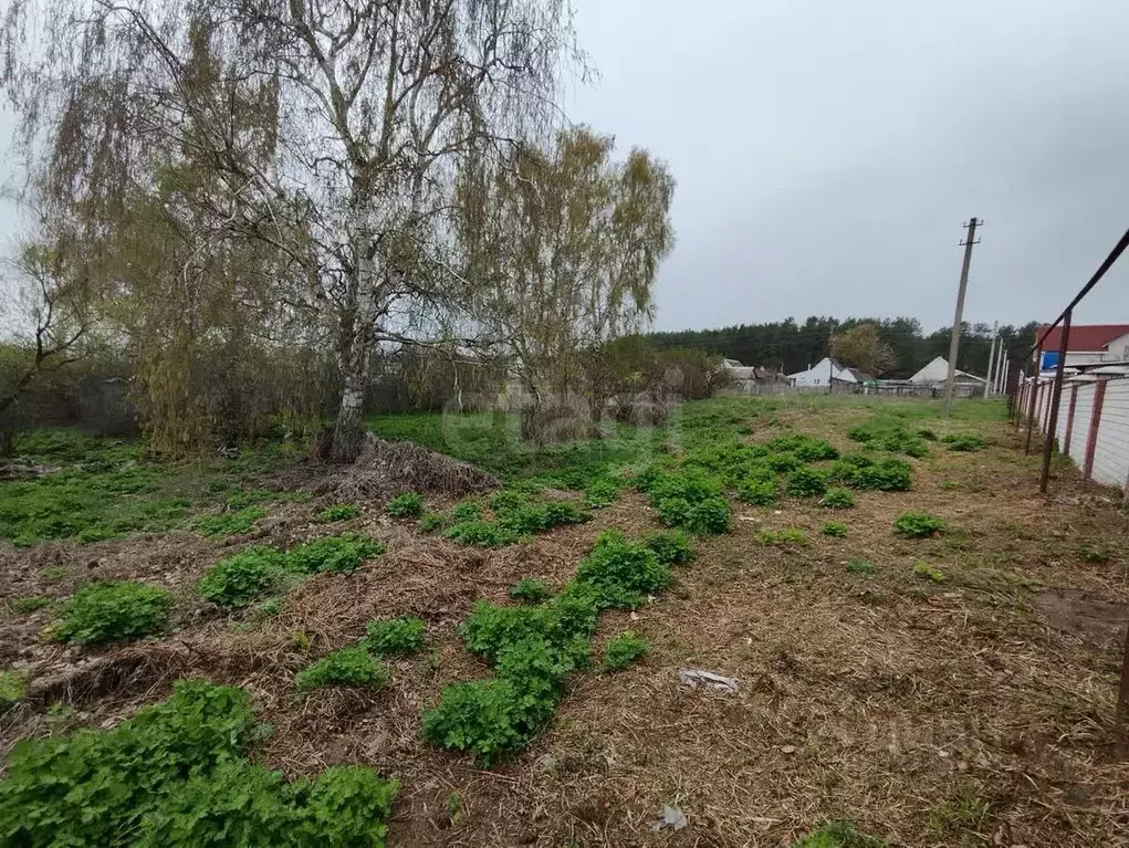 Участок в Саратовская область, Балашовский район, с. Репное Пионерская ... - Фото 1