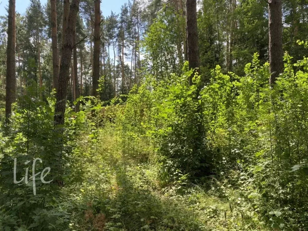 Участок в Московская область, Одинцовский городской округ, Лесной ... - Фото 1
