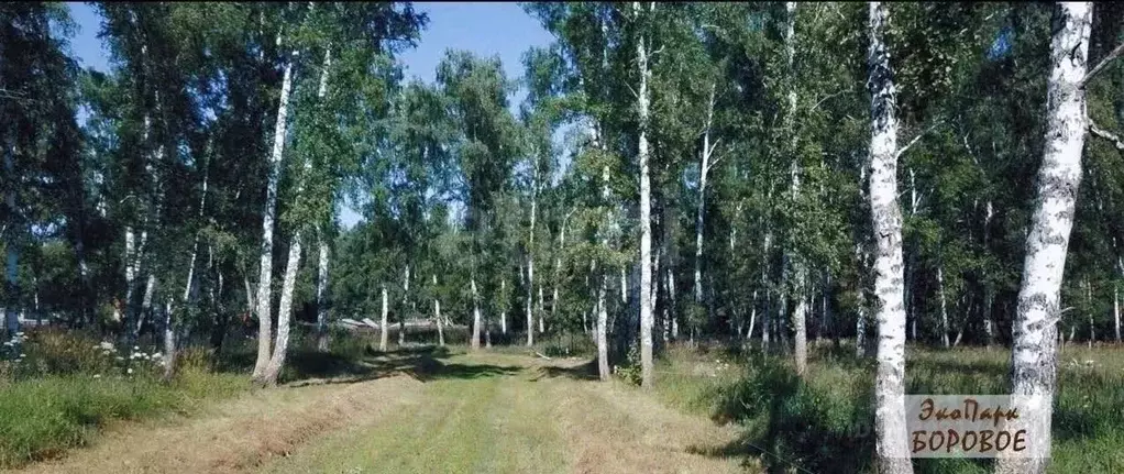 Участок в Новосибирская область, Новосибирский район, с. Боровое  ... - Фото 1