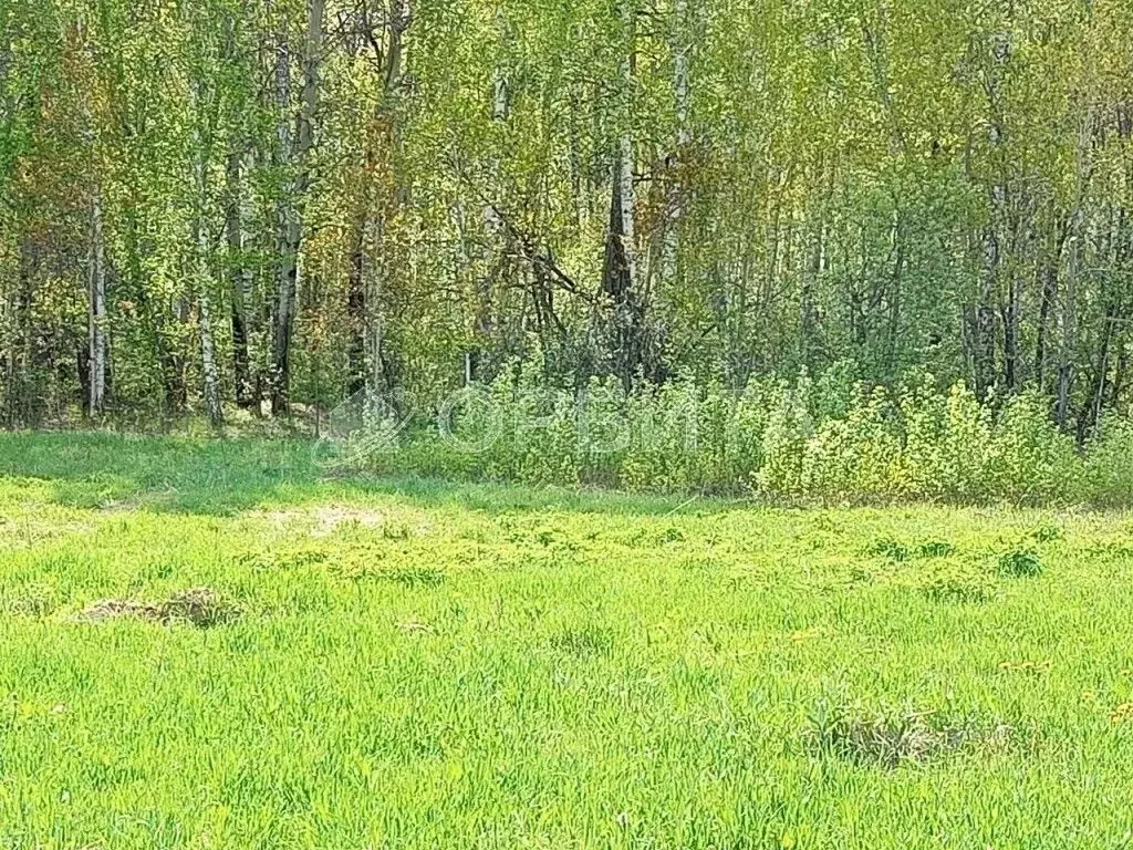 Участок в Тюменская область, Тюменский район, с. Кулига, Сказка кп  ... - Фото 1