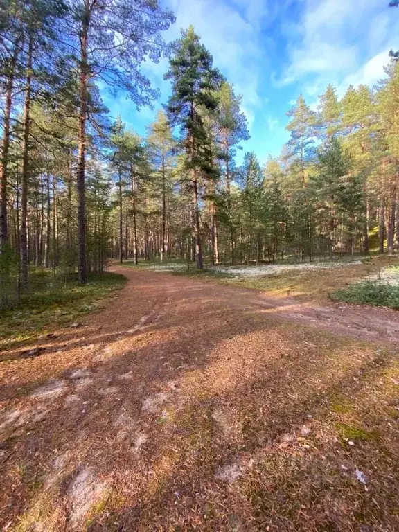Участок в Ленинградская область, Приозерский район, Громовское с/пос  ... - Фото 2
