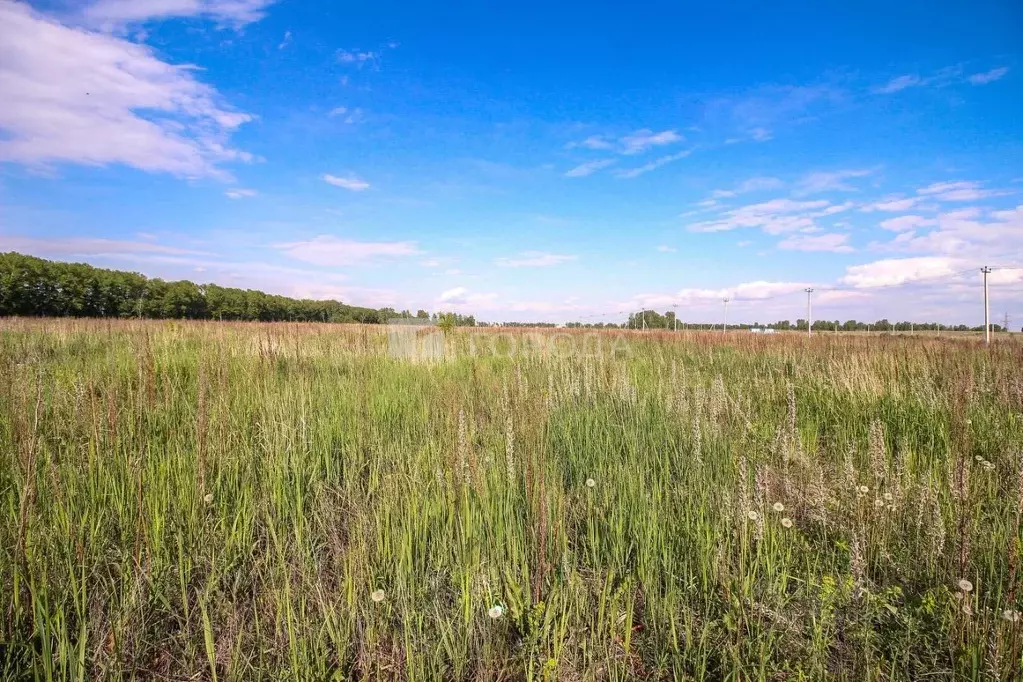 Участок в Алтайский край, Первомайский район, пос. Новый ул. Снежная, ... - Фото 1