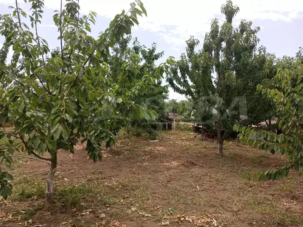 Участок в Дагестан, Дербентский район, Сабнова с/пос, с. Сабнова  (5.0 ... - Фото 2