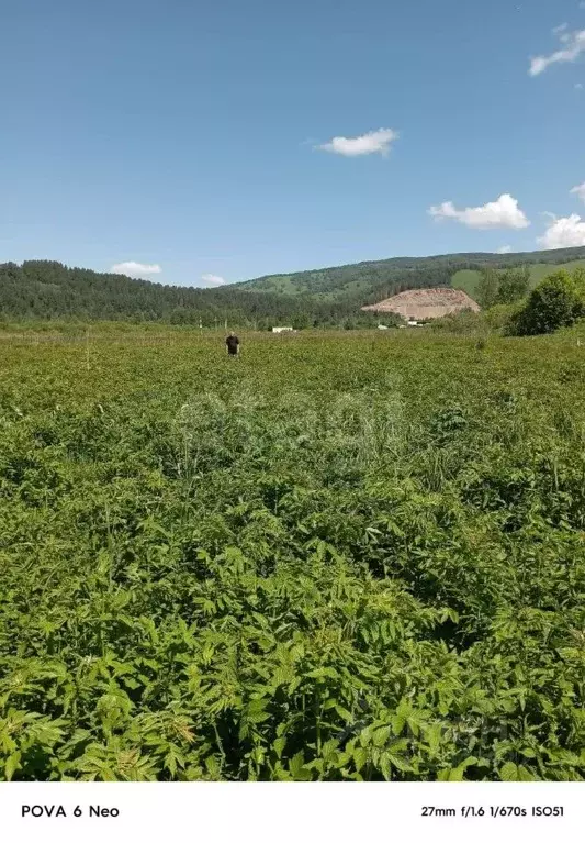 Участок в Алтай, Майминский район, с. Кызыл-Озек ул. Малиновая, 3 ... - Фото 0