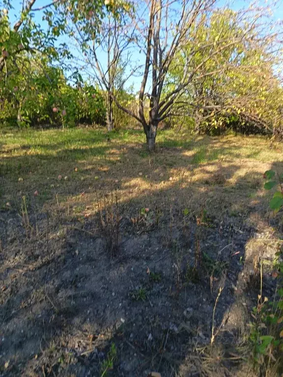 Участок в Саратовская область, д. Формосово ул. Лесная (8.0 сот.) - Фото 1