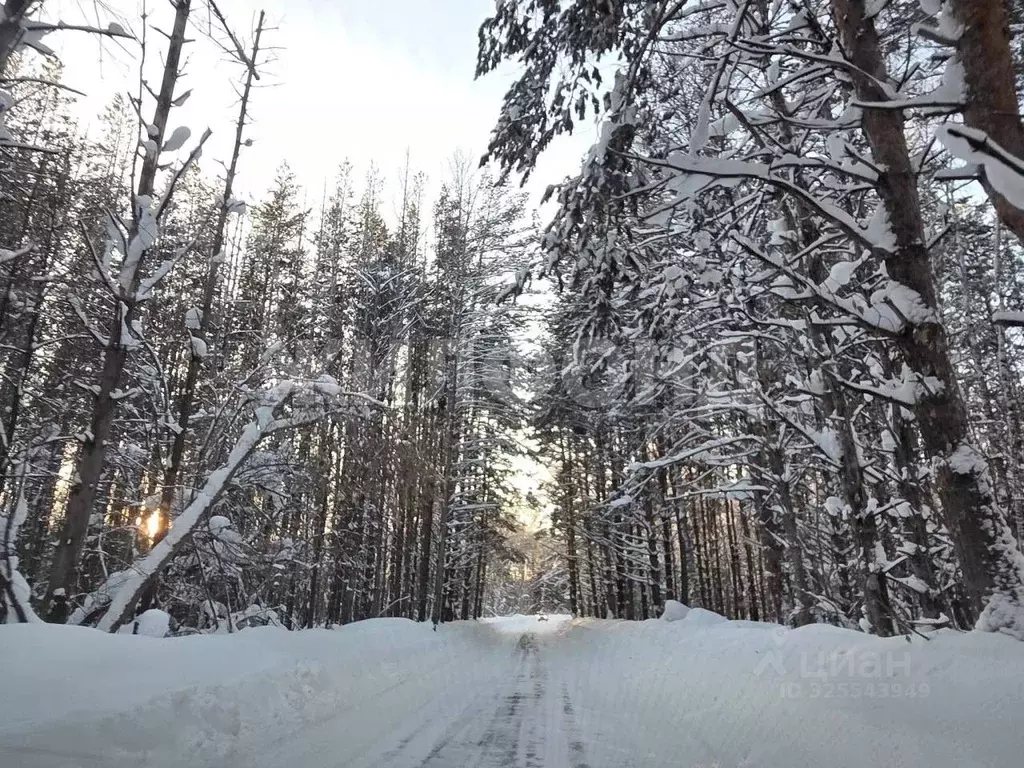 Участок в Новосибирская область, Новосибирский район, Барышевский ... - Фото 1
