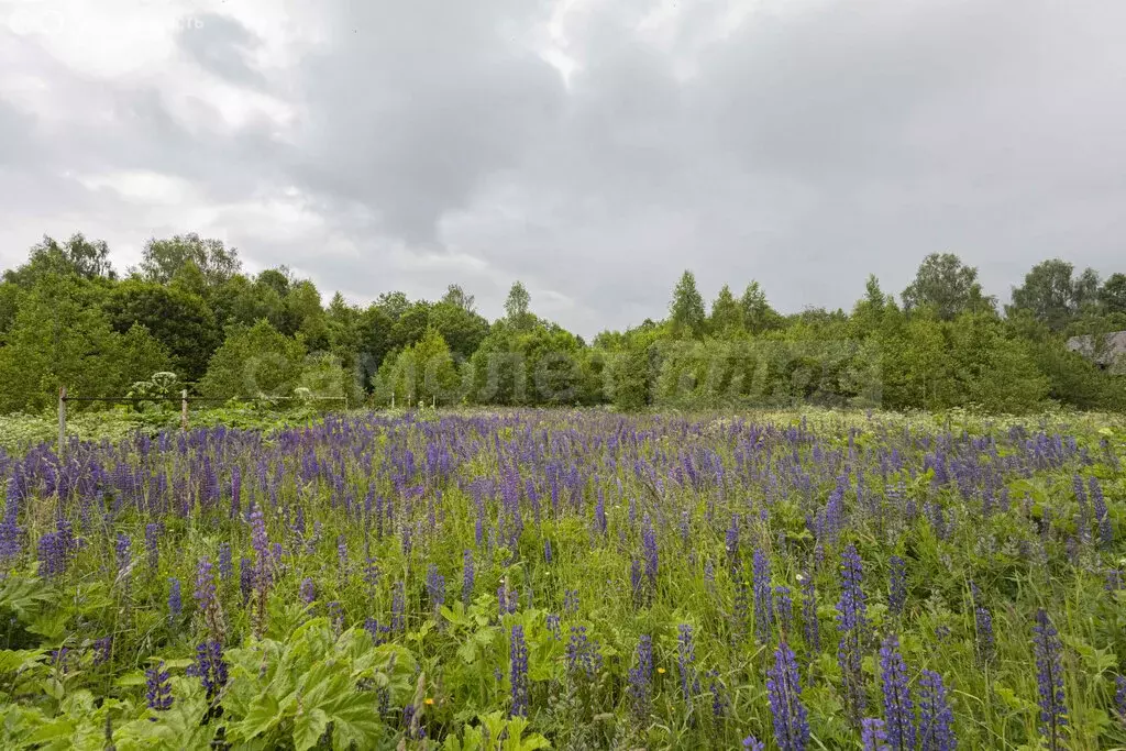 Участок в Московская область, муниципальный округ Шаховская, посёлок ... - Фото 2