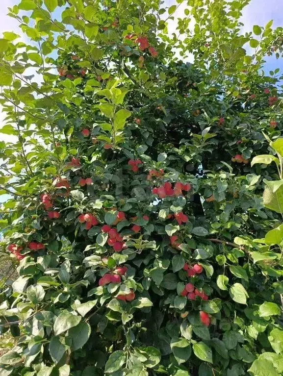Участок в Томская область, Томск Мичуринец садовое товарищество, ул. ... - Фото 1