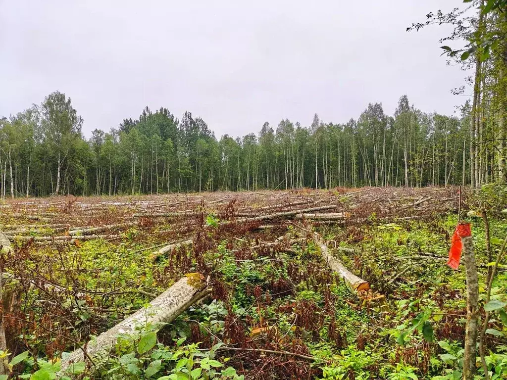 Участок в Ленинградская область, Лужский район, Осьминское с/пос, д. ... - Фото 1