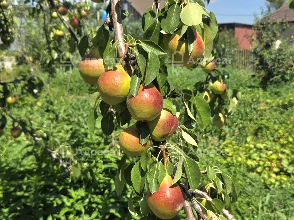 Участок в Волгоградская область, Средняя Ахтуба рп ул. Тифлисская (4.0 ... - Фото 1