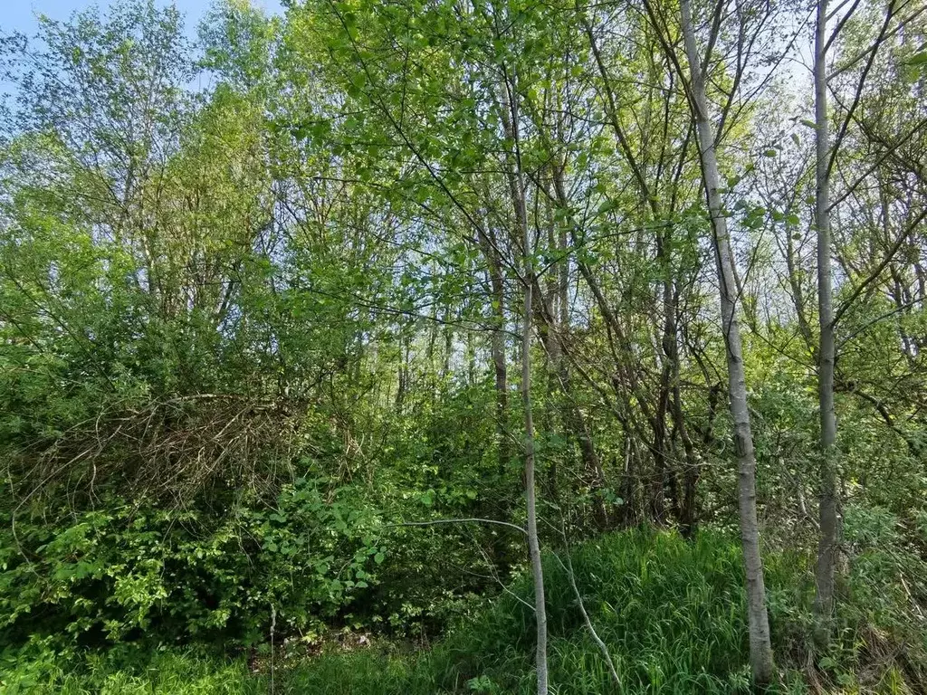 Участок в Вологодская область, Череповецкий район, с. Воронино  (15.0 ... - Фото 2