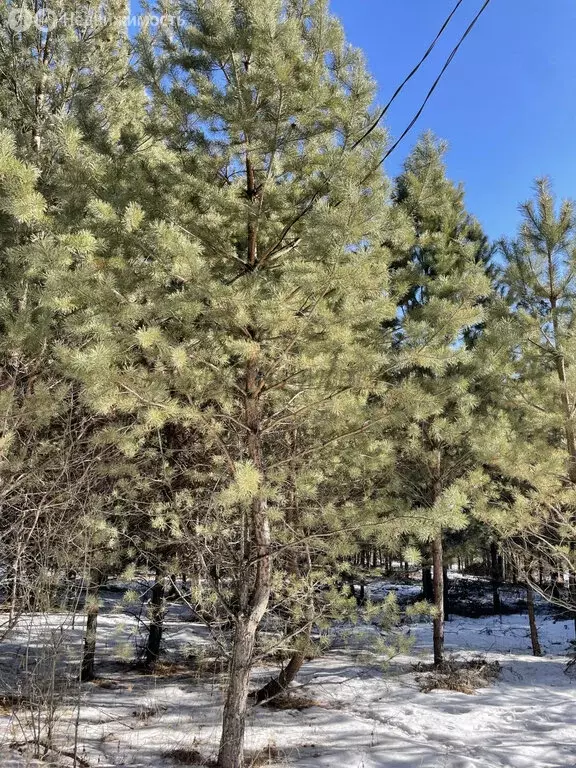 Участок в Чемальский район, село Чепош (1 м) - Фото 2