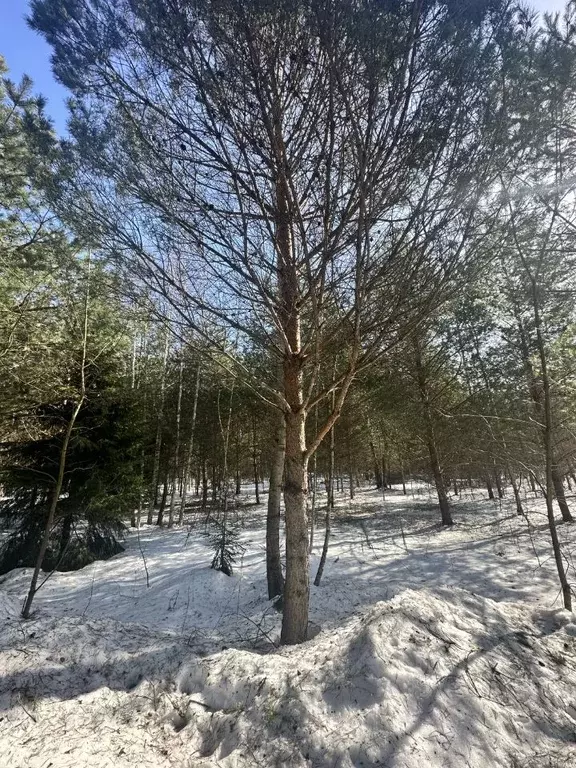 Участок в Московская область, Красногорск городской округ, Нахабино ... - Фото 2