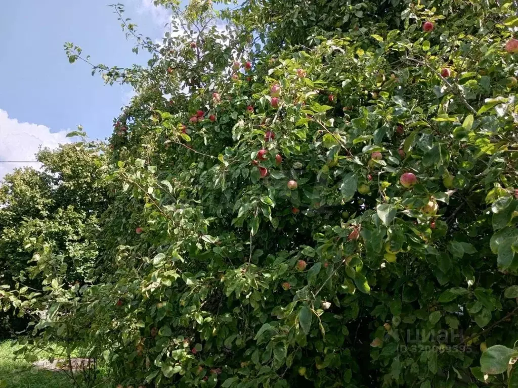 Дом в Калининградская область, Калининград Железнодорожник СНТ, ул. ... - Фото 2