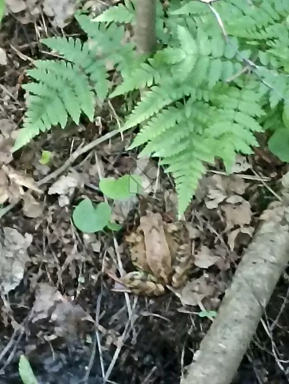 Участок в Ленинградская область, Лужский район, Мшинское с/пос, ... - Фото 2