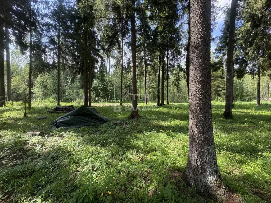 Участок в Московская область, Пушкинский городской округ, д. Могильцы, ... - Фото 1