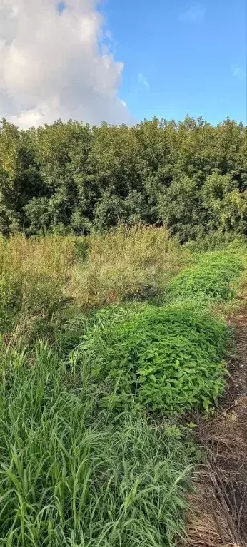 Участок в Красноярский край, Красноярск ул. Ивченко, 21 (7.7 сот.) - Фото 2