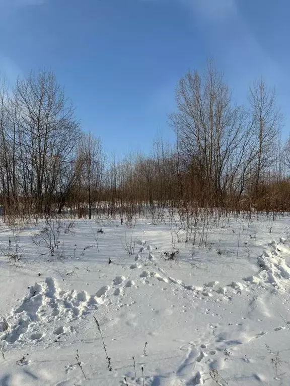 Участок в Хабаровский край, Хабаровск пос. Березовка, ул. Октябрьская, ... - Фото 0