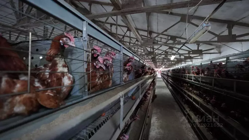 Производственное помещение в Ставропольский край, Кочубеевский ... - Фото 1