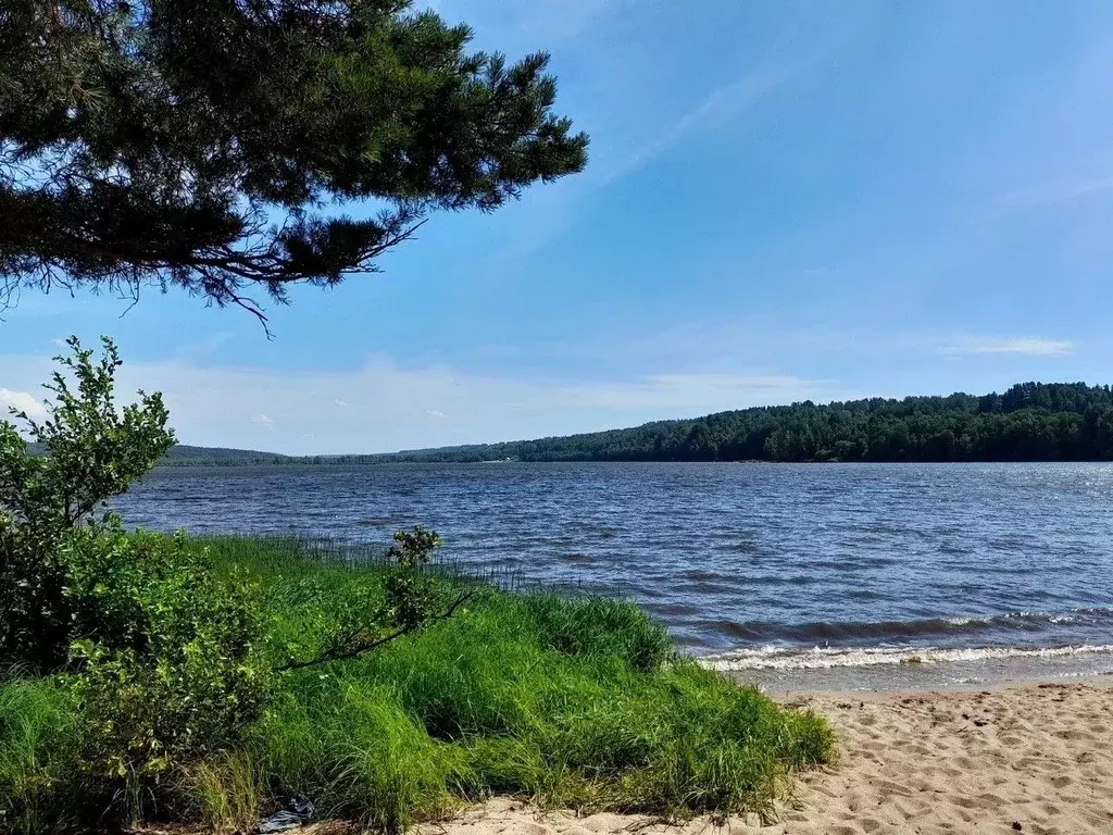 Участок в Ленинградская область, Приозерский район, Красноозерное ... - Фото 1