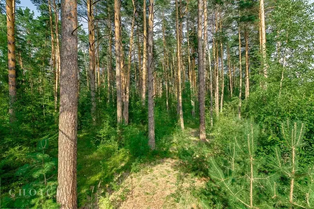 Участок в Московская область, Одинцовский городской округ, д. Бородки, ... - Фото 2