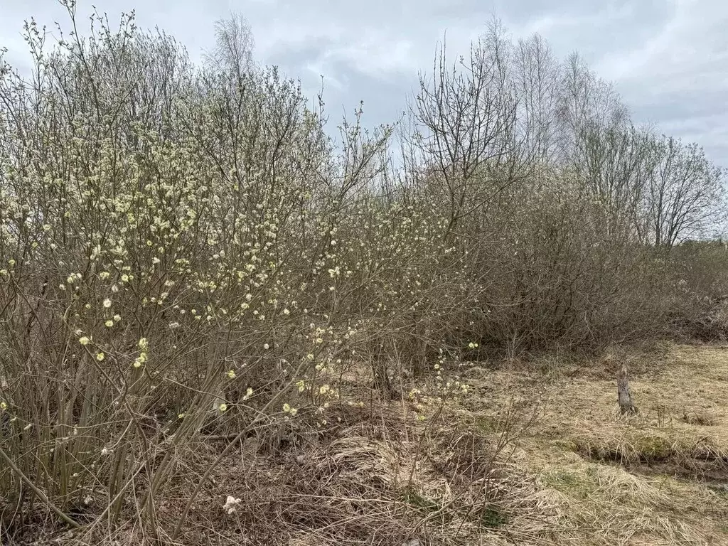 Участок в Московская область, Наро-Фоминский городской округ, с. ... - Фото 0