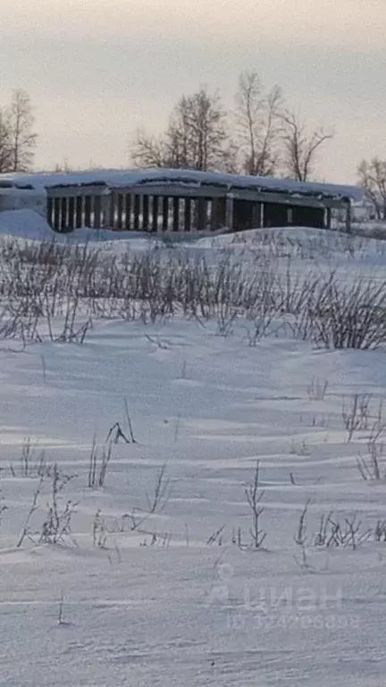 Участок в Алтайский край, Крутихинский район, с. Прыганка  (50.0 сот.) - Фото 2