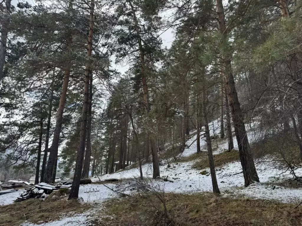 Участок в Алтай, Майминский район, с. Манжерок  (10.0 сот.) - Фото 2