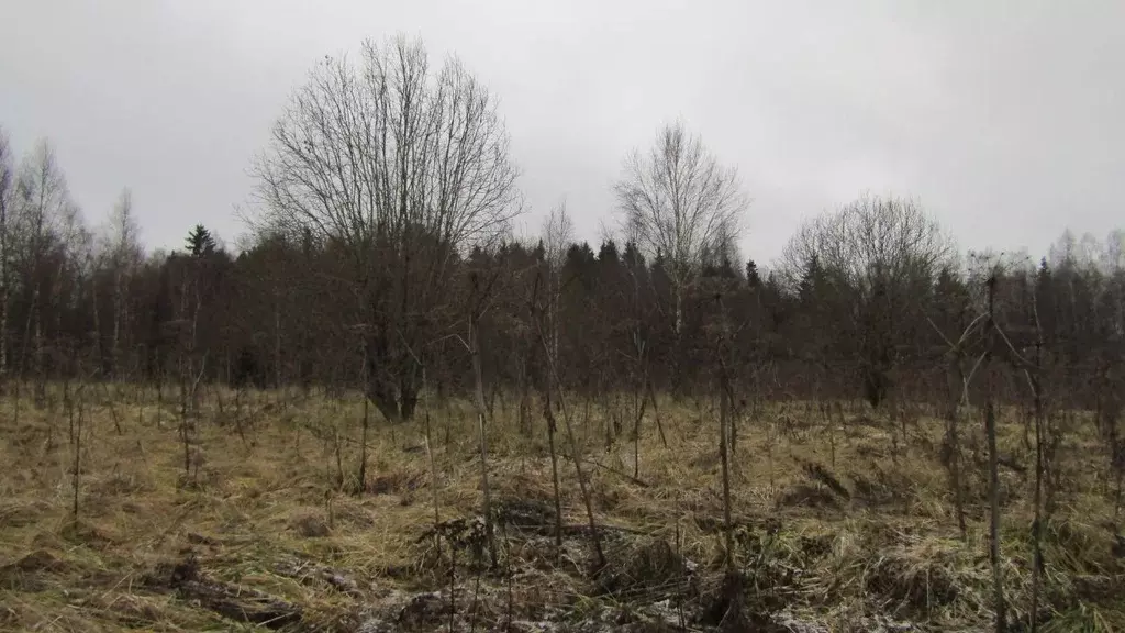 Участок в Московская область, Рузский муниципальный округ, д. Барынино ... - Фото 1