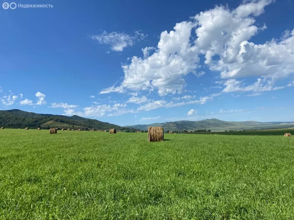 Участок в Смоленский район, село Новотырышкино (500 м) - Фото 1