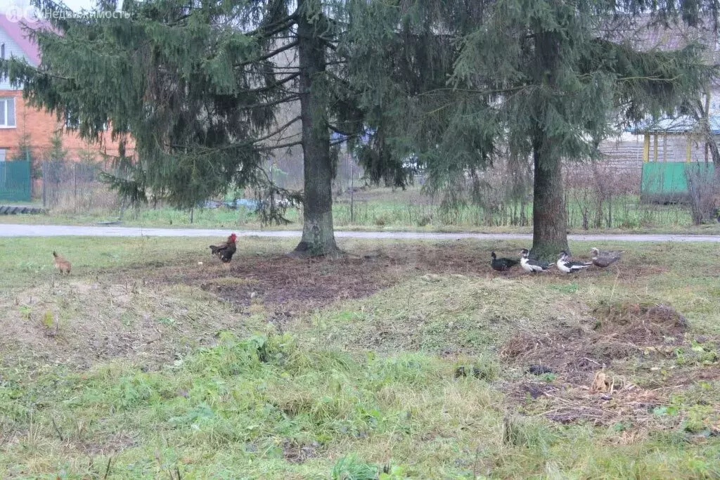 Дом в Опочня, Набережная улица (37.6 м) - Фото 2