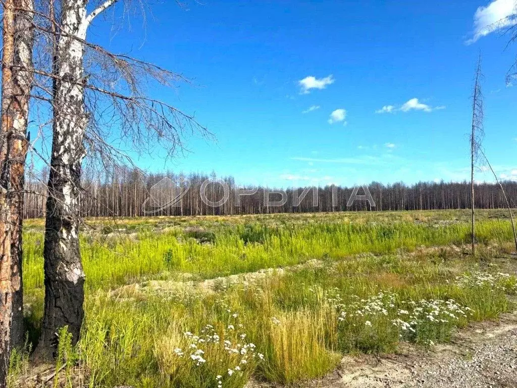 Участок в Тюменская область, Тюменский муниципальный округ, д. Речкина ... - Фото 1