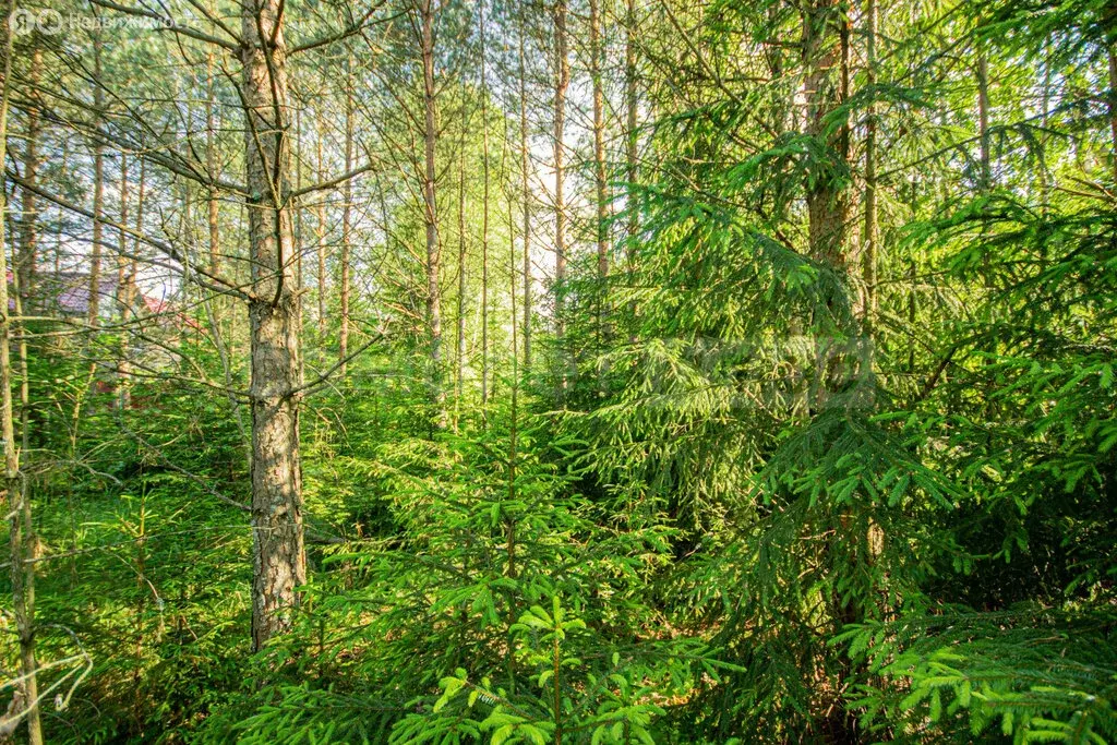 Участок в Наро-Фоминский городской округ, СНТ Лужок (10 м) - Фото 1